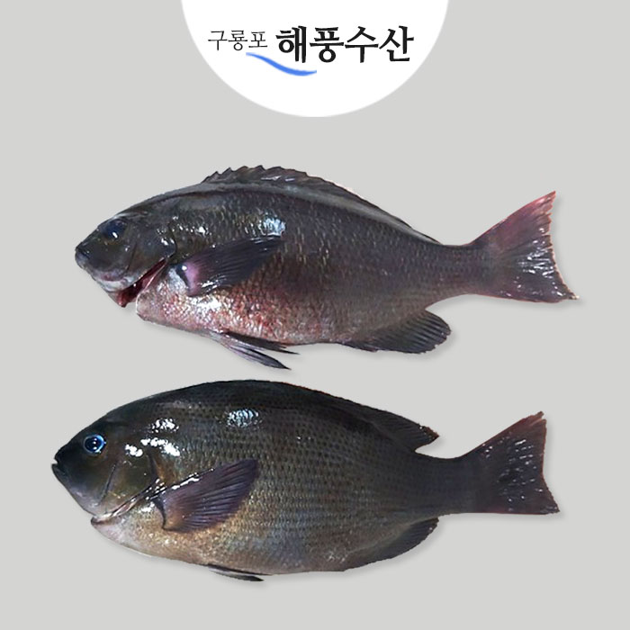 자연산 뱅어돔1kg(2~3마리내외) (회+회야채초장/필렛)