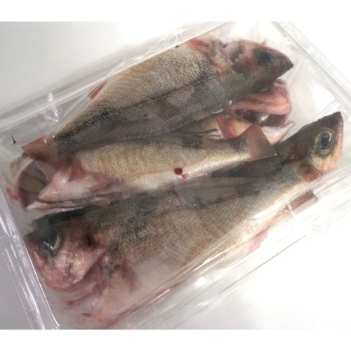 볼락 2kg 원상태/손질(800g 2팩) 생선구이 찌개용