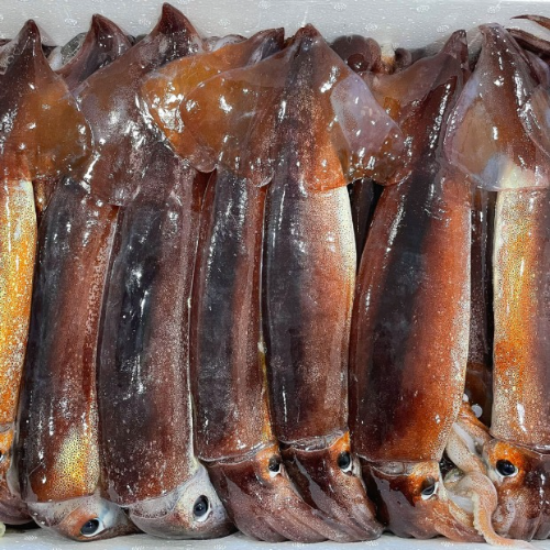 생물 오징어(10마리4.0kg내외 크기) 채낚기 활오징어 원상태/손질상태