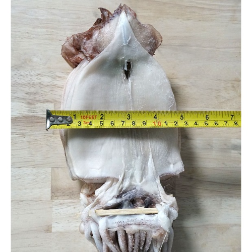 반건조 오징어 당일바리 피데기(소소) 20미 1.2kg내외